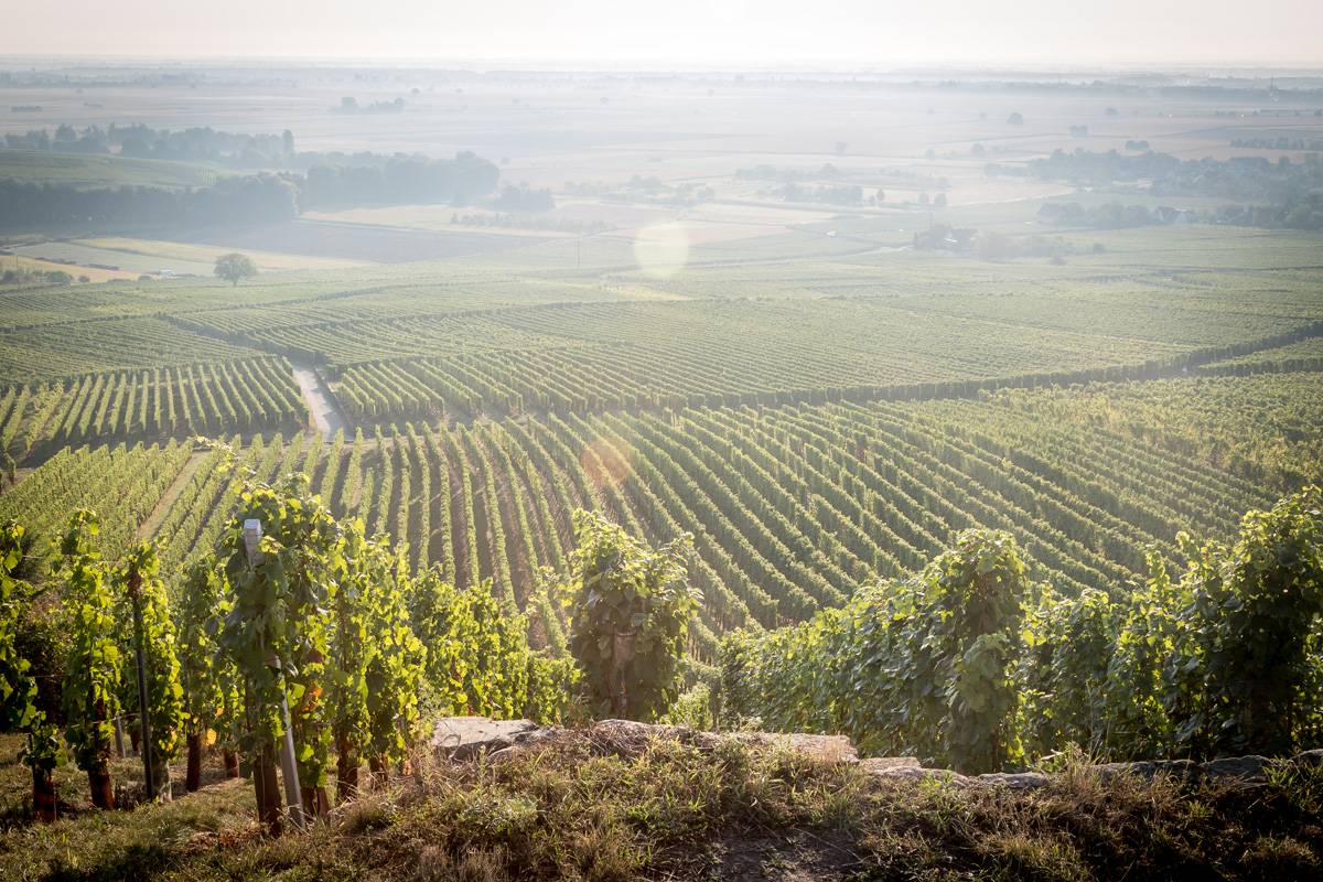 Quels sont les villages viticoles à explorer sur la Route des Vins d’Alsace ? Colmar