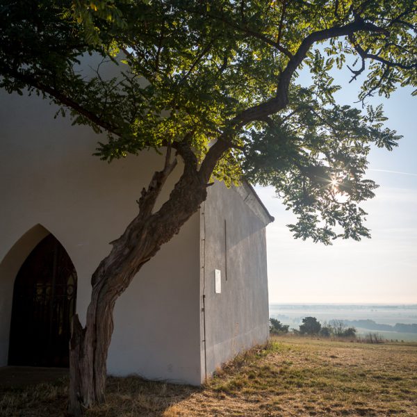 FUGLER ZIEGLER 12 600X600 | Vins gîtes Fugler Photos page d’accueil Riedisheim 0