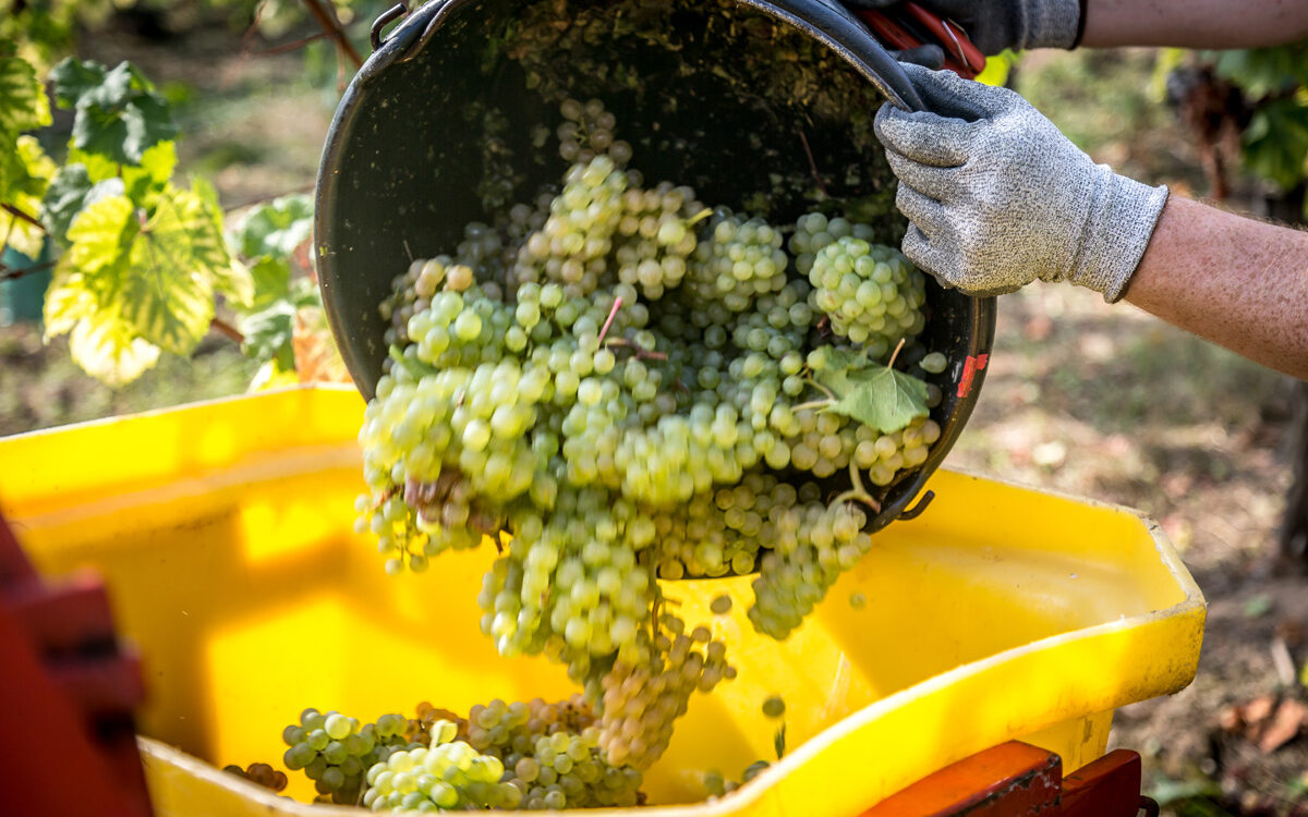 FUGLER ZIEGLER 65 1200X750 | Vins gîtes Fugler Formule découverte du domaine Kingersheim