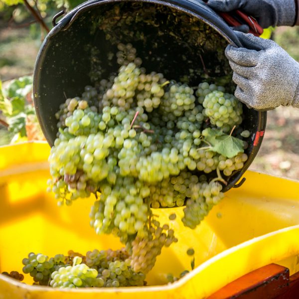 FUGLER ZIEGLER 65 600X600 | Vins gîtes Fugler Photos page d’accueil Wittenheim 2