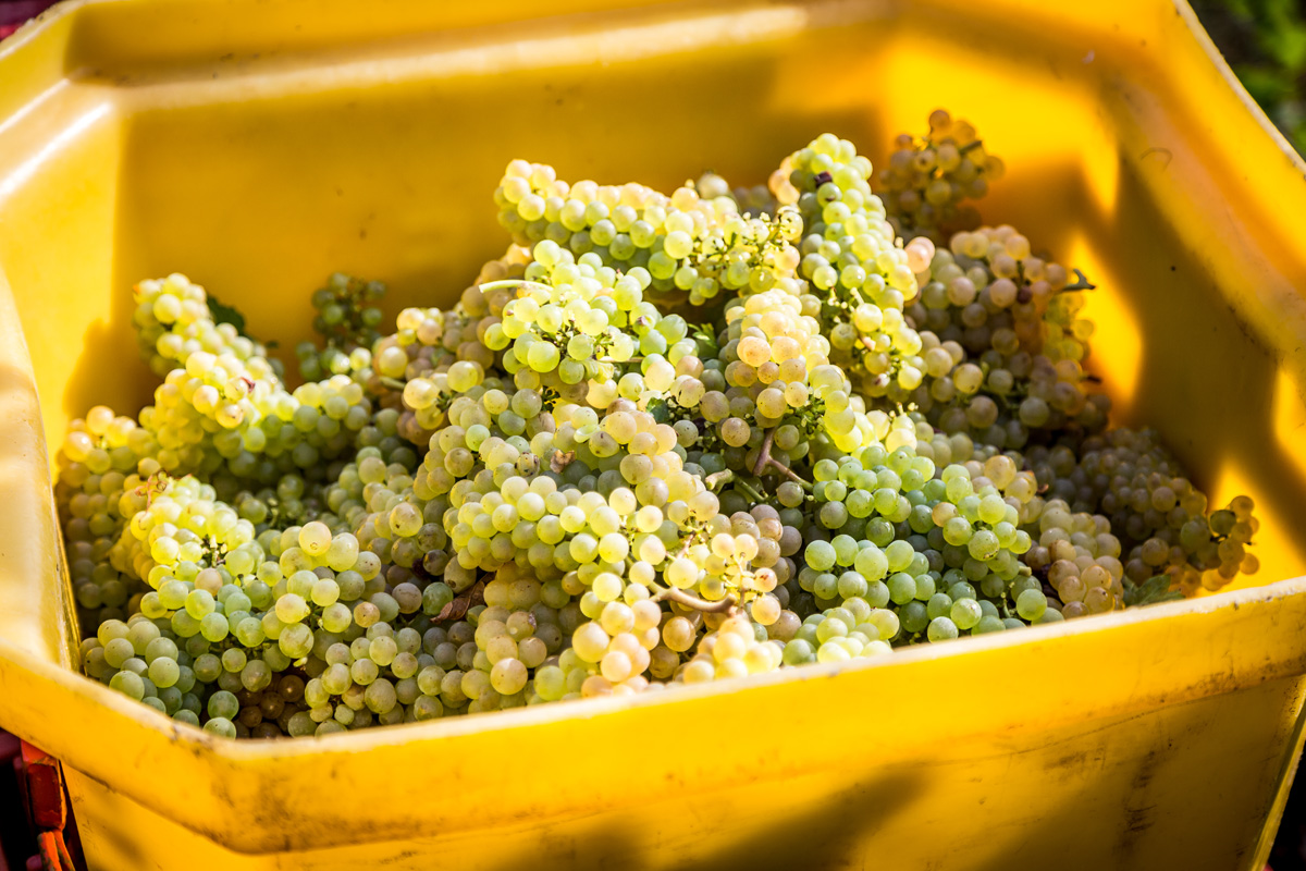 FUGLER ZIEGLER 66 | Vins gîtes Fugler Cave et achat de vin à Orschwihr Wittelsheim