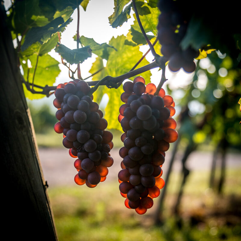 Notre domaine viticole Illzach 21