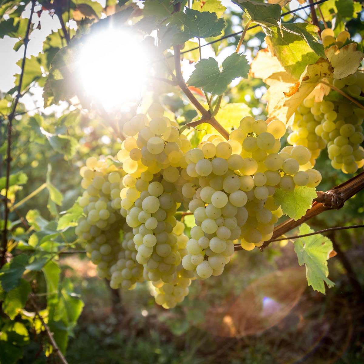 Transmettre le savoir-faire alsacien en consommant local Kingersheim