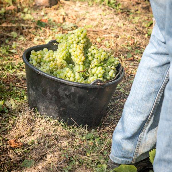 Transmettre le savoir-faire alsacien en consommant local Kingersheim 0