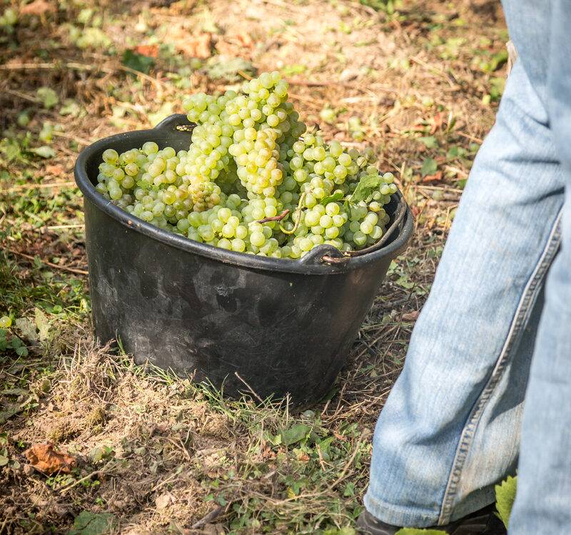 Vins et achat de vin à Orschwihr Rixheim