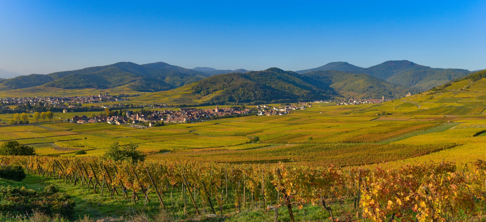 Pourquoi choisir un vin alsacien ? Mulhouse